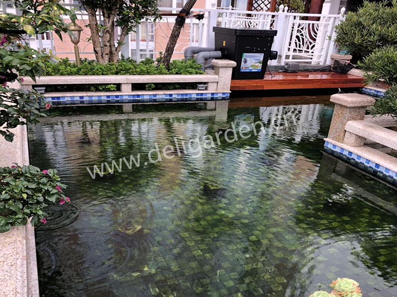 某庄园锦鲤鱼池(图1)